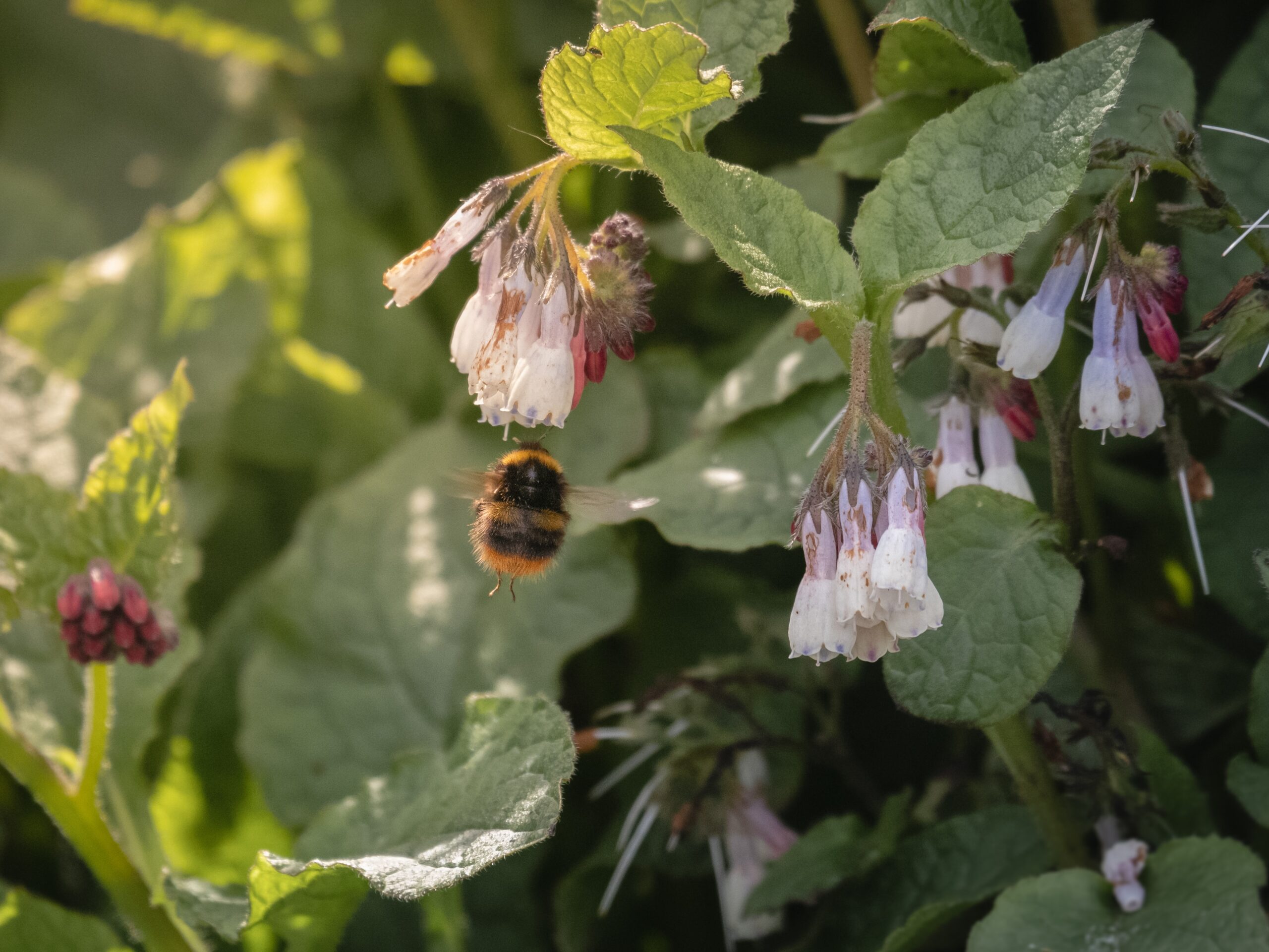 bee pollinating comfrey flowers